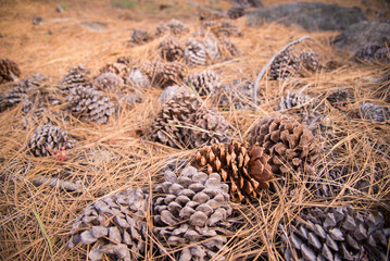 pine cones covered in pine needles