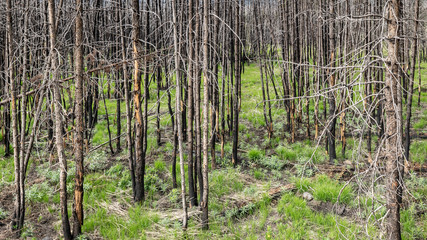 Dead Forrest