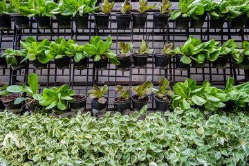 Organic vegetables garden that grow in the shade.