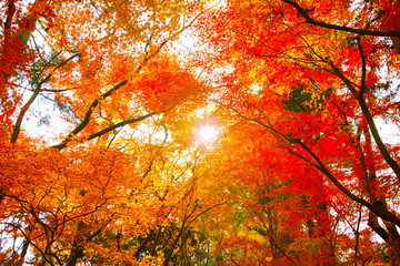 紅葉シーズンの京都、紅葉の森と太陽

