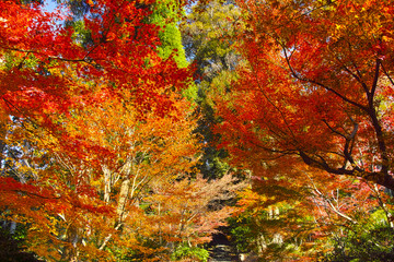 紅葉シーズンの京都、紅葉の森と山道
