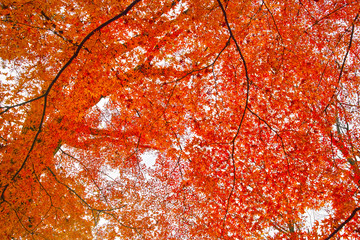 紅葉シーズンの京都、紅葉の森
