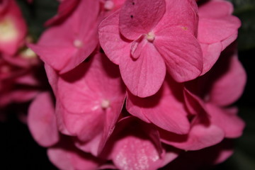 Hydrangea blossom close up