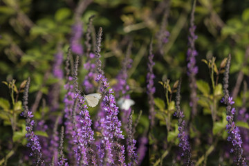 farfalla e lavanda