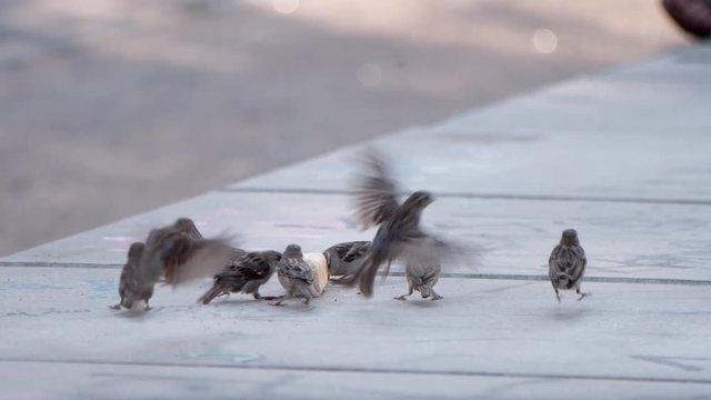 Group Of Sparrows Eating A Piece Of Leftover Bread On A  Park Bench In A Summer Sunny Afternoon In Berlin. Slow Motion Shot.