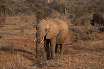 Elephants