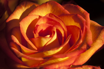 natural rose2