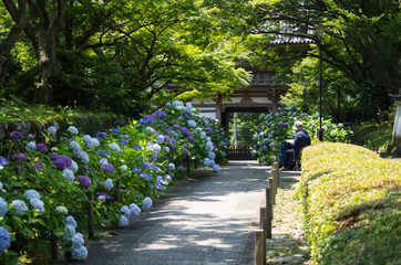 大阪池田・久安寺の紫陽花と絵を描く人