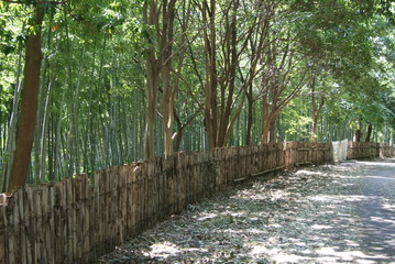 竹林