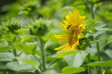 ミツバチとヒマワリ