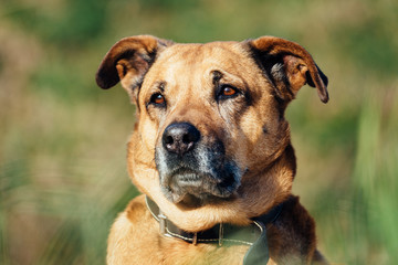 Dog with a sad look on a grass field