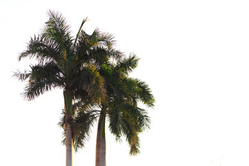 Obraz premium palm tree on white background