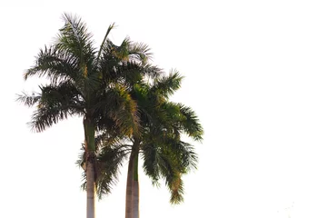 Papier Peint photo Lavable Palmier palm tree on white background