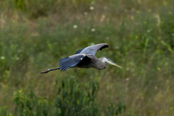 Great blue heron in flight with wings outstretched. Photo by: Chuck Beyer