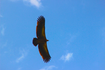 Obraz na płótnie Canvas Vulture flying in the sky