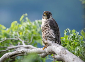 Peregrine Falcon 