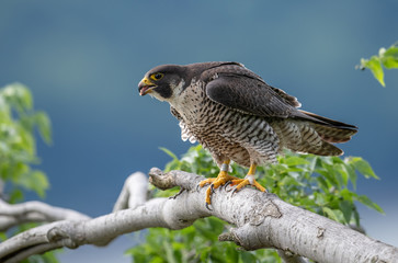 Peregrine Falcon 