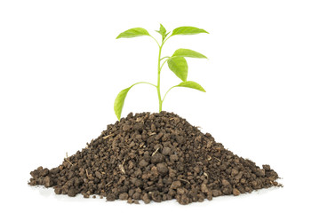 green tree sprout plants growing hope ecology on white background