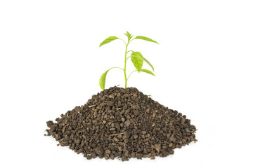 green tree sprout plants growing hope ecology on white background