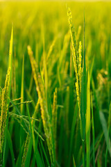 Obraz premium rice paddy field plant natural food countryside abound thailand