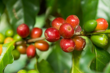 Coffee cherries bean on tree.