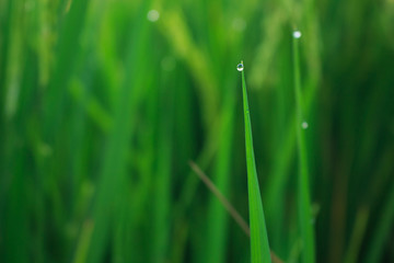 water drops on leaf rice in field countryside abound