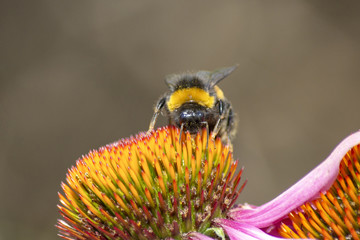 Bumble bee sitting on a orange flower