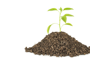 green tree sprout plants growing hope ecology on white background