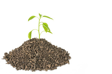 green tree sprout plants growing hope ecology on white background