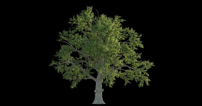 4k footage of windy tree for architectural visualization with cutout mask