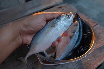  Mackerel hand