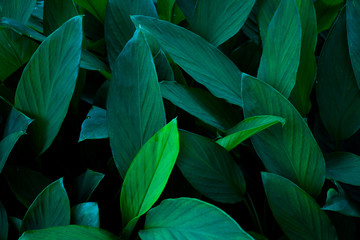 green leaves background. nature concept.