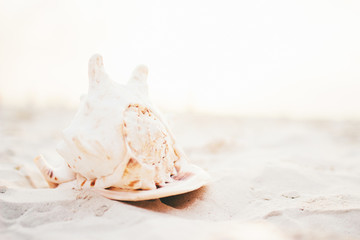 Beautiful seashell on the white sand summer