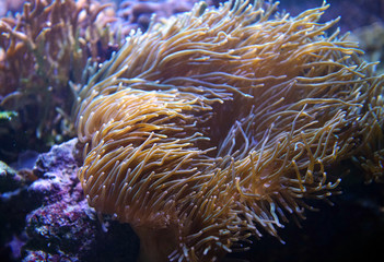 Naklejka na ściany i meble colorful anemone on the rock underwater in the sea