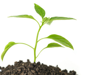 green tree sprout plants growing hope ecology on white background