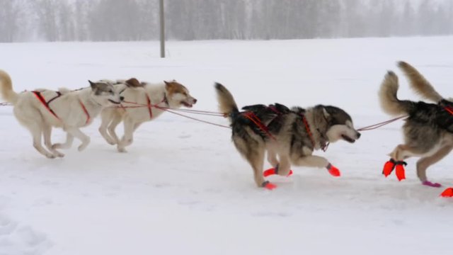 Team of husky sled dogs with dog-driver