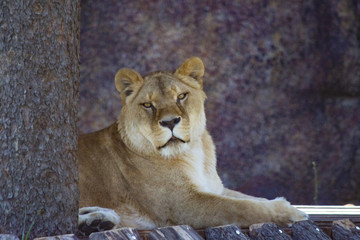 the lion lies next to the tree