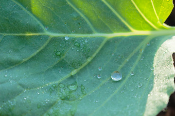 water drops on leaf green in darden