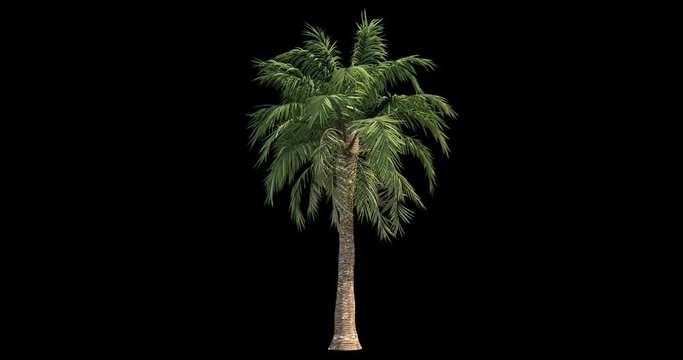 4k footage of windy palm for architectural visualization with cutout mask