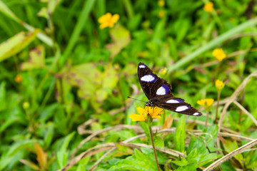 Obraz na płótnie Canvas Black butterfly on yellow flower in the grass.