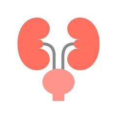 kidney and urinary bladder, medical and hospital related flat design icon set