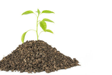green tree sprout plants growing hope ecology on white background