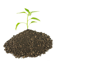 green tree sprout plants growing hope ecology on white background