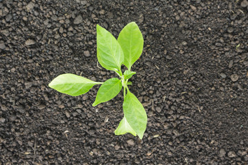 green tree sprout plants growing hope ecology on white background