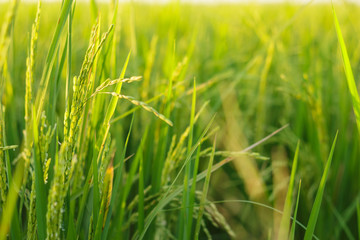rice paddy field plant natural food countryside abound thailand