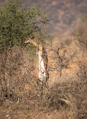 Gazelle