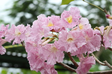 Después de la lluvia