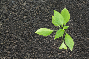 green tree sprout plants growing hope ecology on white background