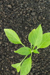 green tree sprout plants growing hope ecology on white background
