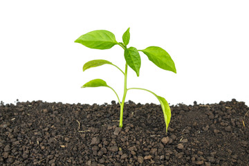 green tree sprout plants growing hope ecology on white background